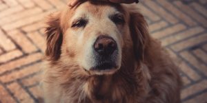 cão idoso recebendo carinho na cabeça