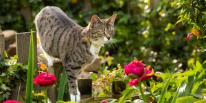 Como espantar gato do vizinho do seu jardim (sem machucar)