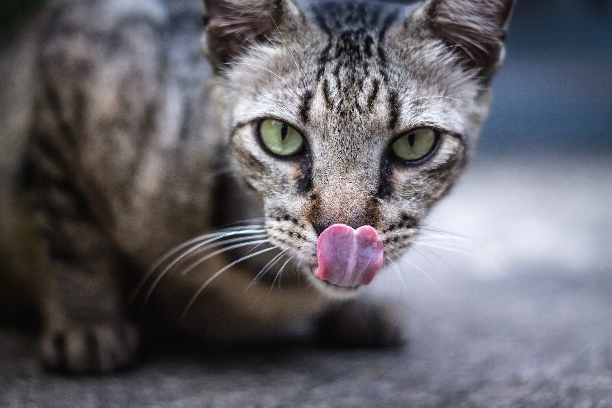 gato com a língua de fora