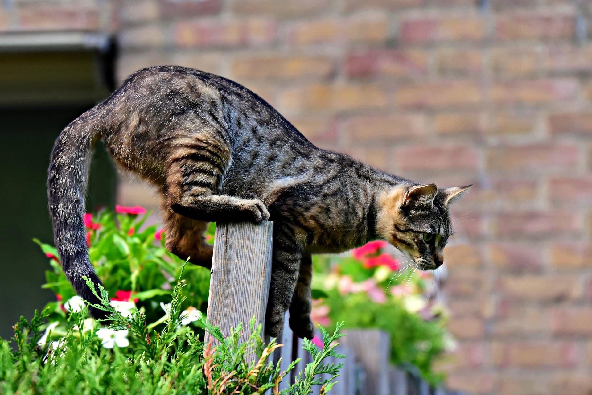 gato em cima de cerca