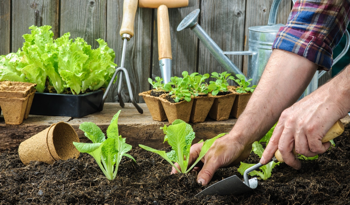 DICA DE OURO: as 3 hortaliças que crescem em qualquer canto da casa