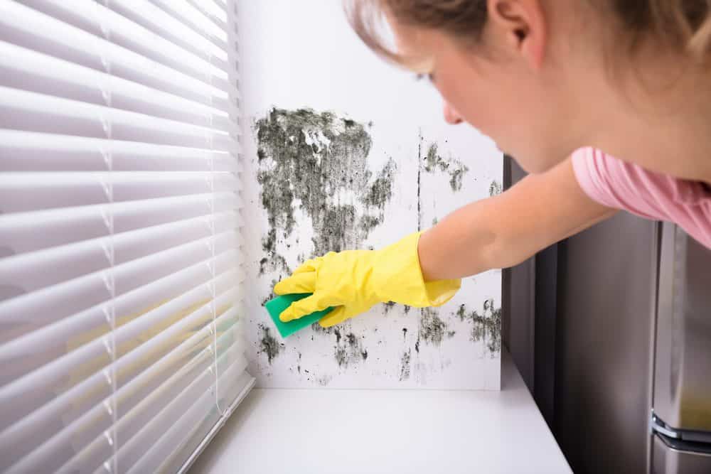 mulher limpando mofo de parede na cozinha