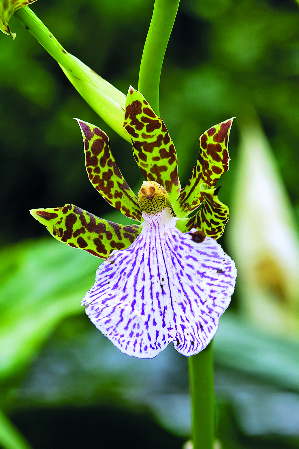 orquídea com babador