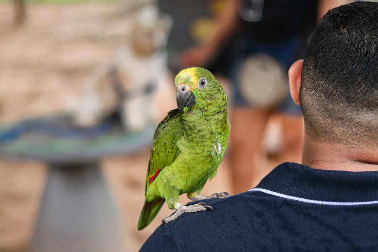 papagaio no ombro de homem