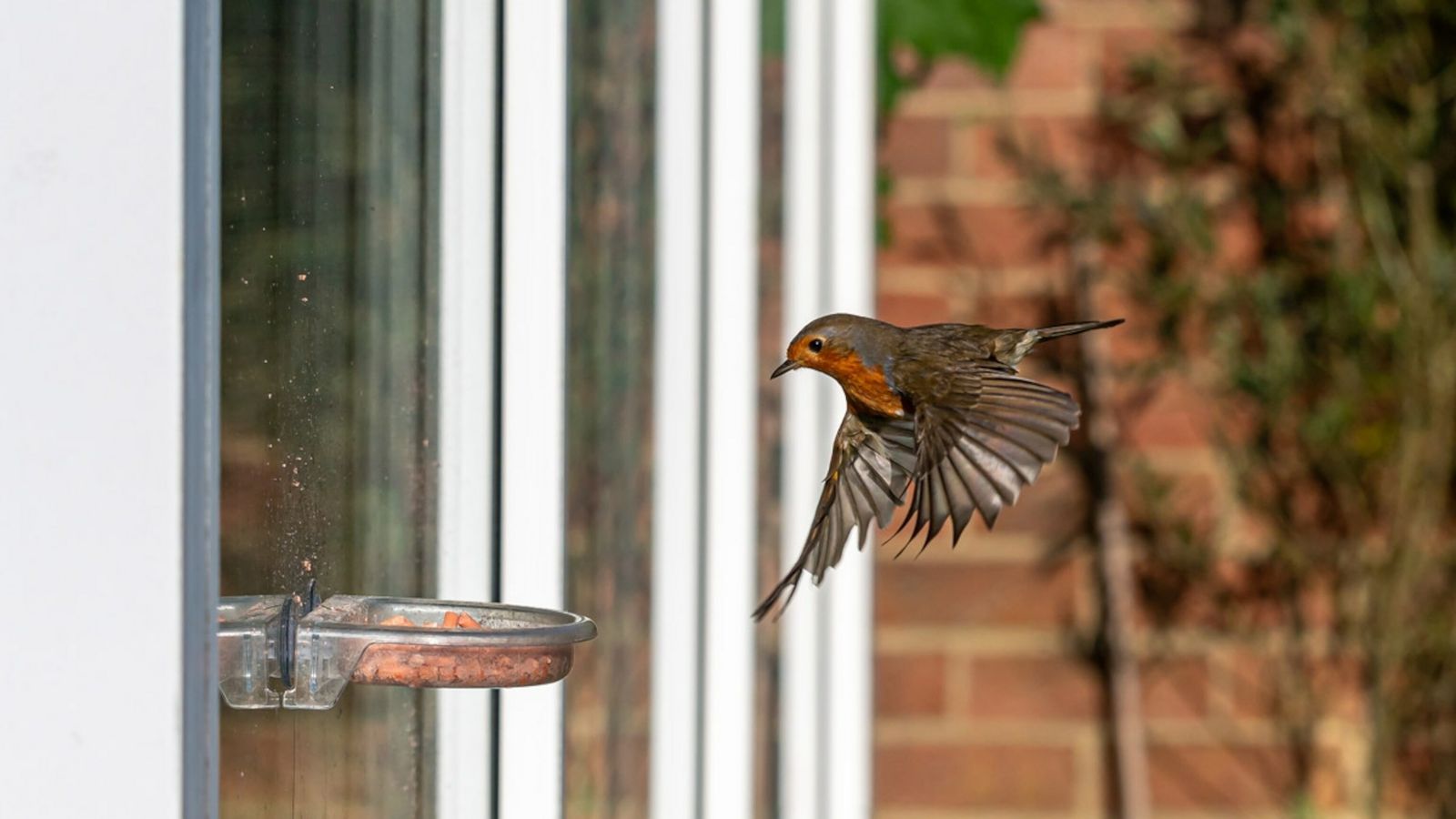 pássaro voando para perto de comedouro em janela