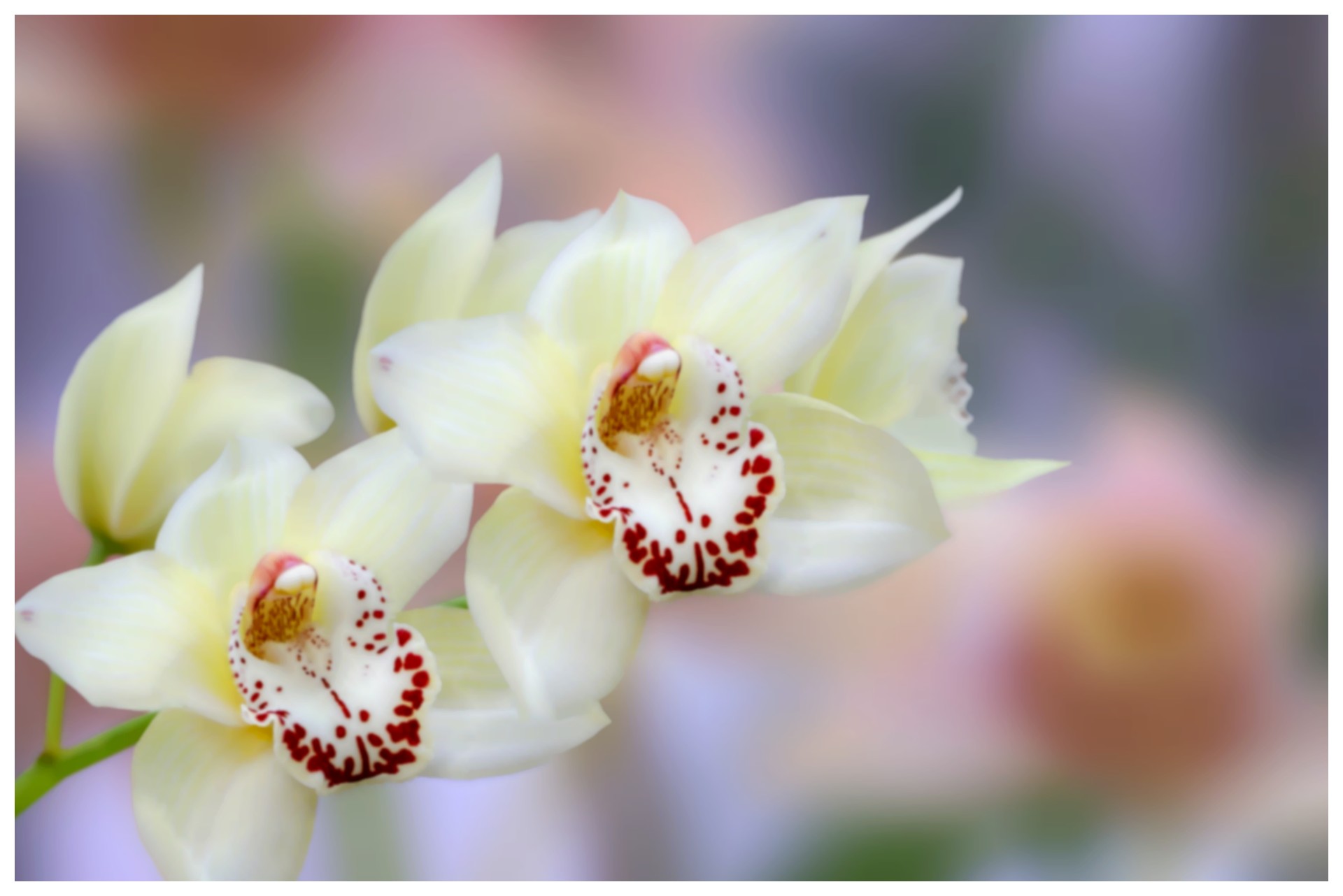 FAÇA ISSO para proteger suas orquídeas do frio