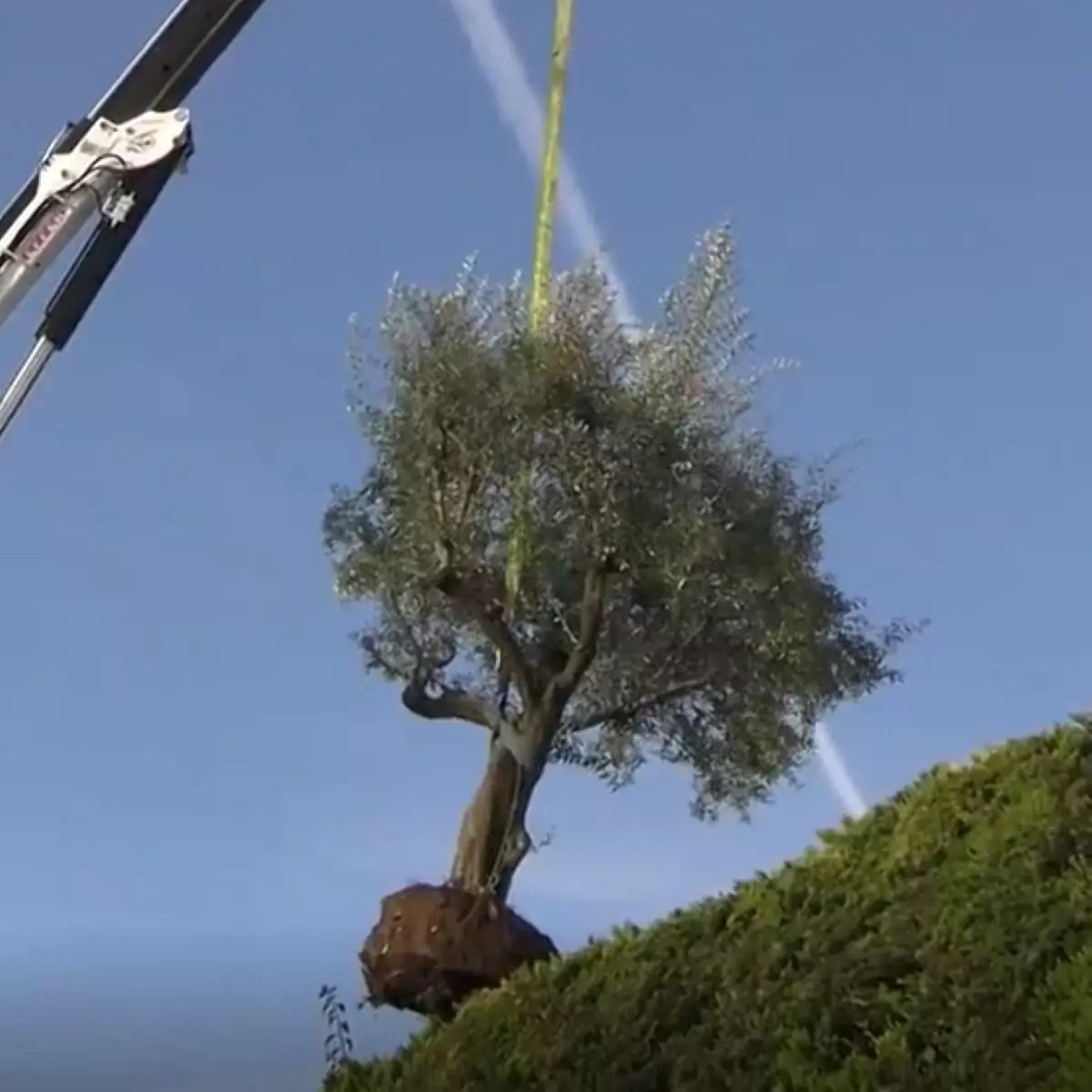 remoção de árvore shakira