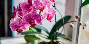 vaso com orquídea em janela