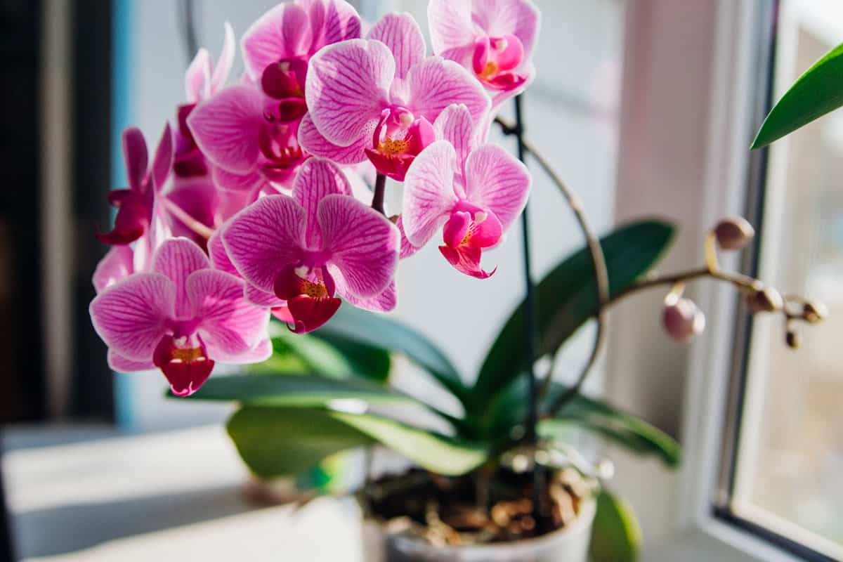 vaso com orquídea em janela