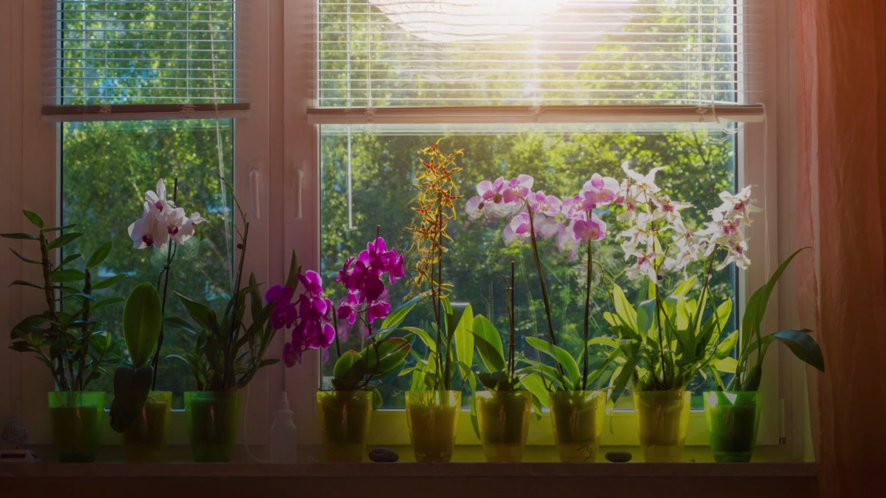 vasos de orquídeas enfileiradas na janela