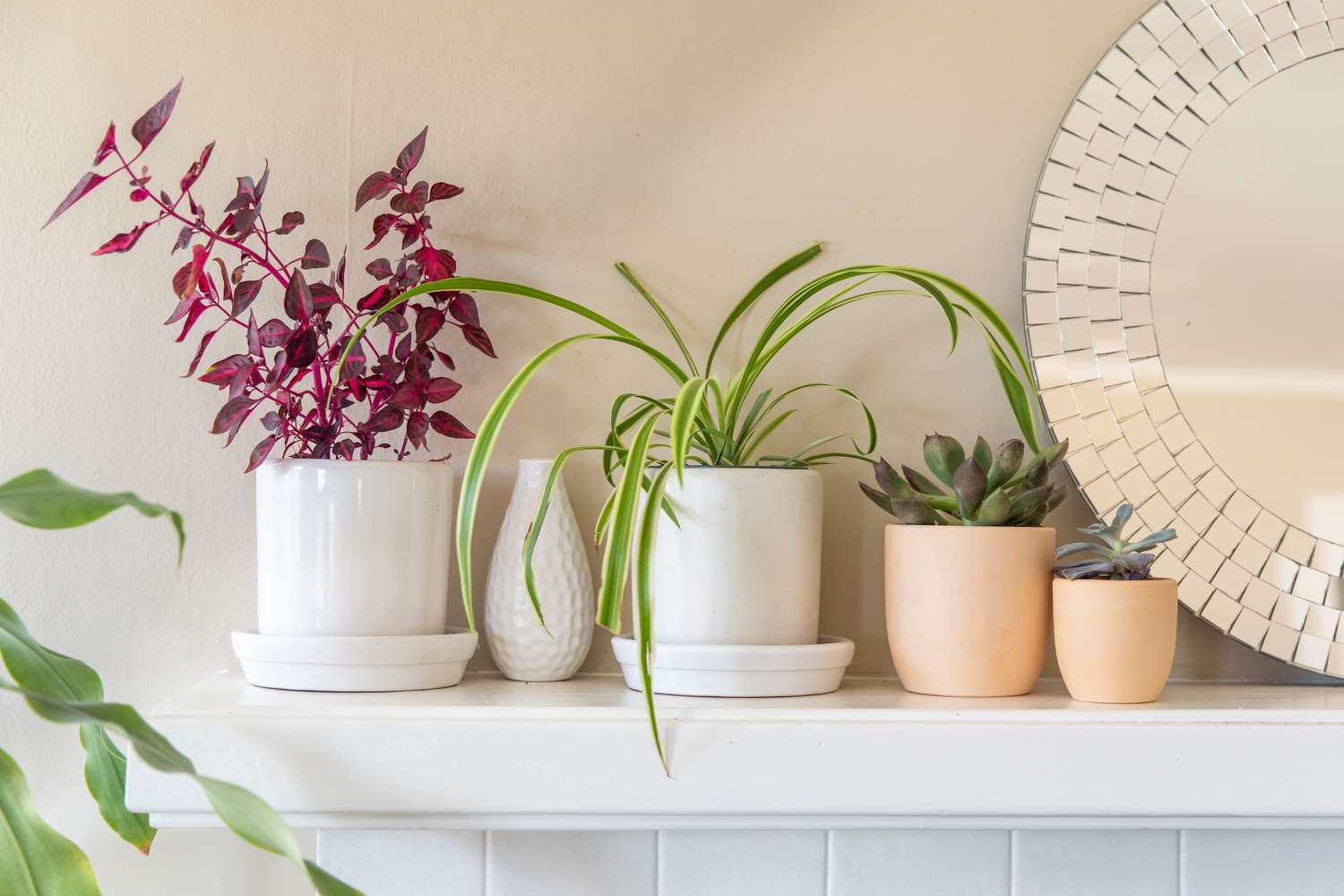 vasos de plantas na decoração da casa