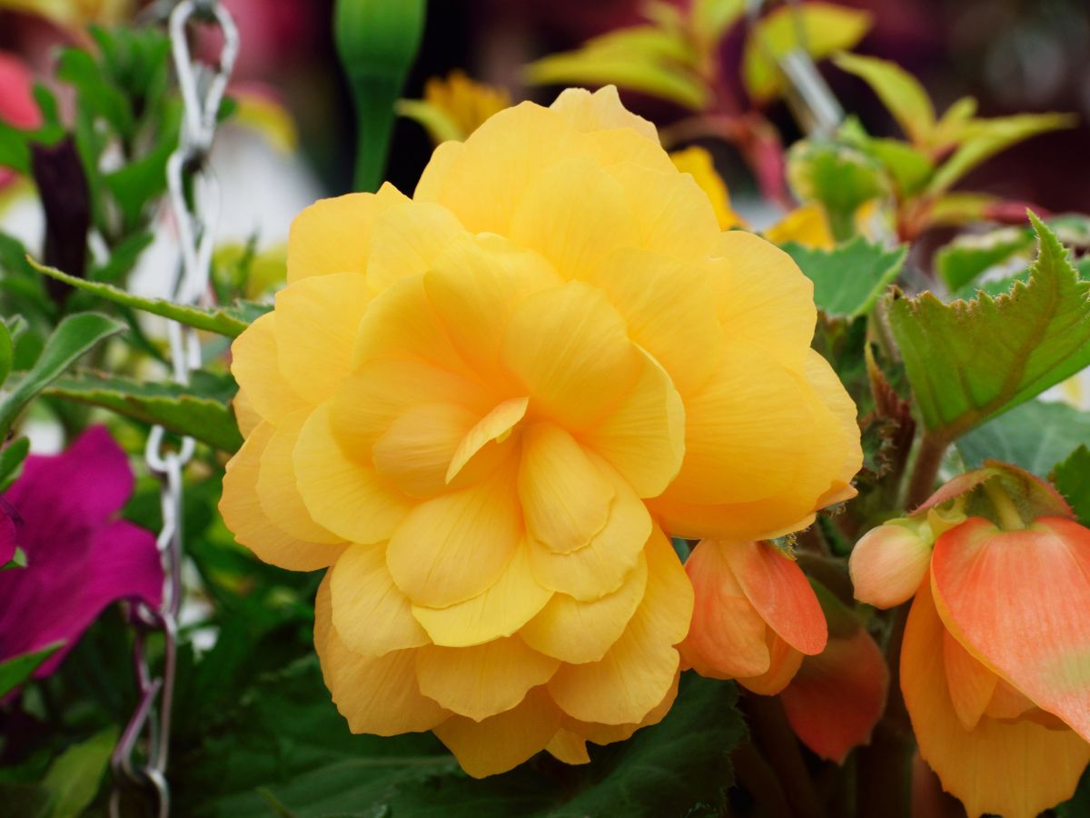 Begonia amarela