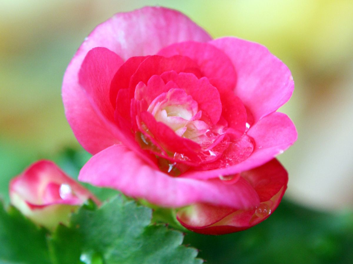 begonia rosa florindo