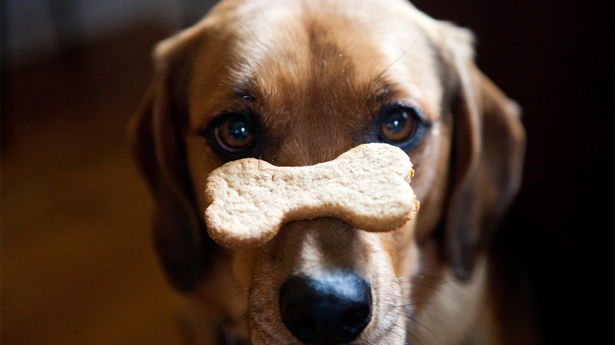 cachorro com biscoito em cima de seu focinho