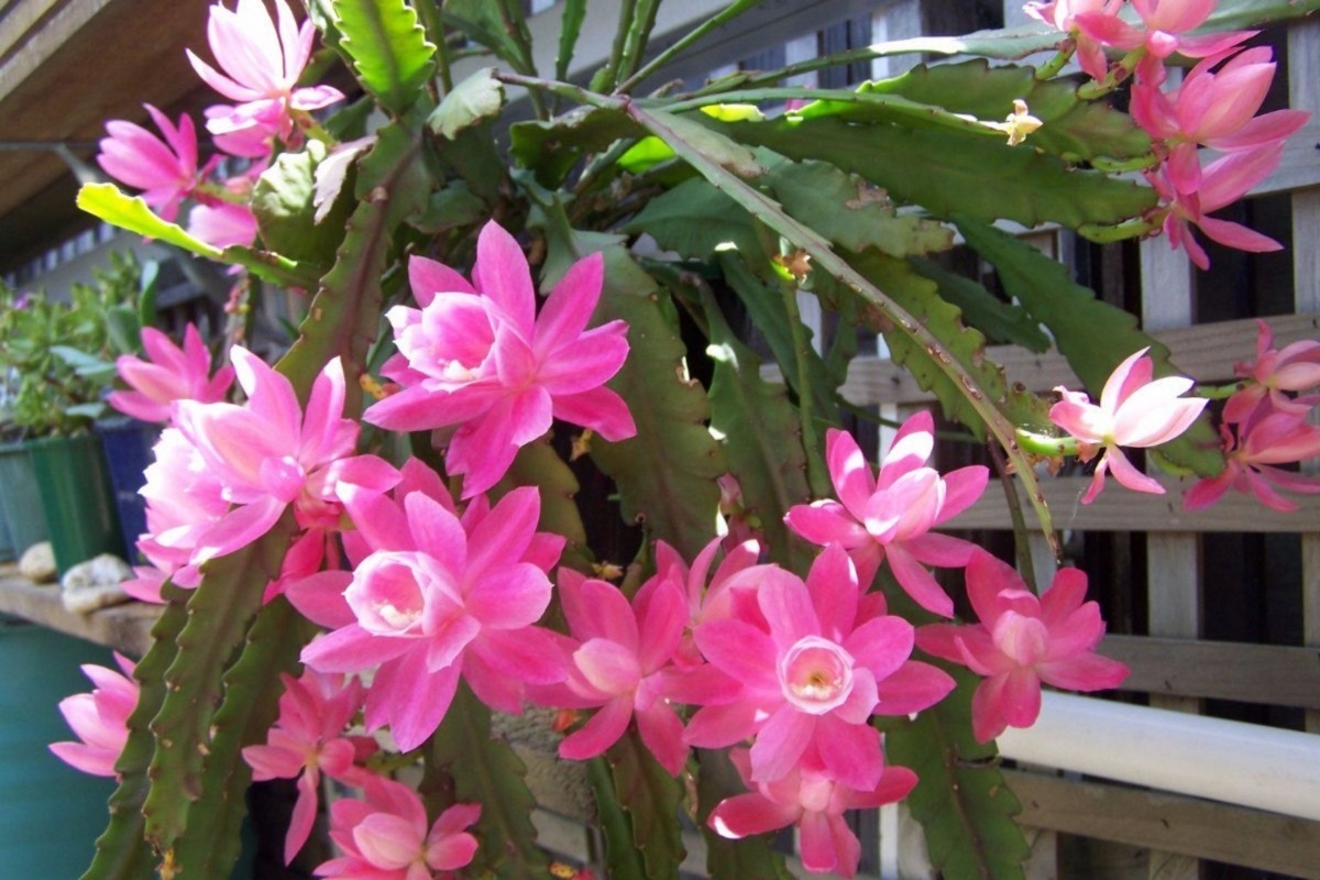 cacto-orquídea