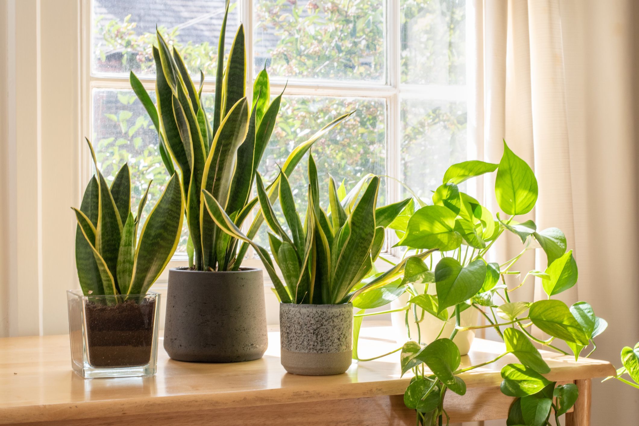 Como comprar plantas? Veja ESTES segredos para ter as melhores espécies em casa