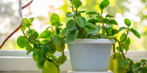 Entenda os cuidados essenciais para plantar peperômia e mantê-la saudável