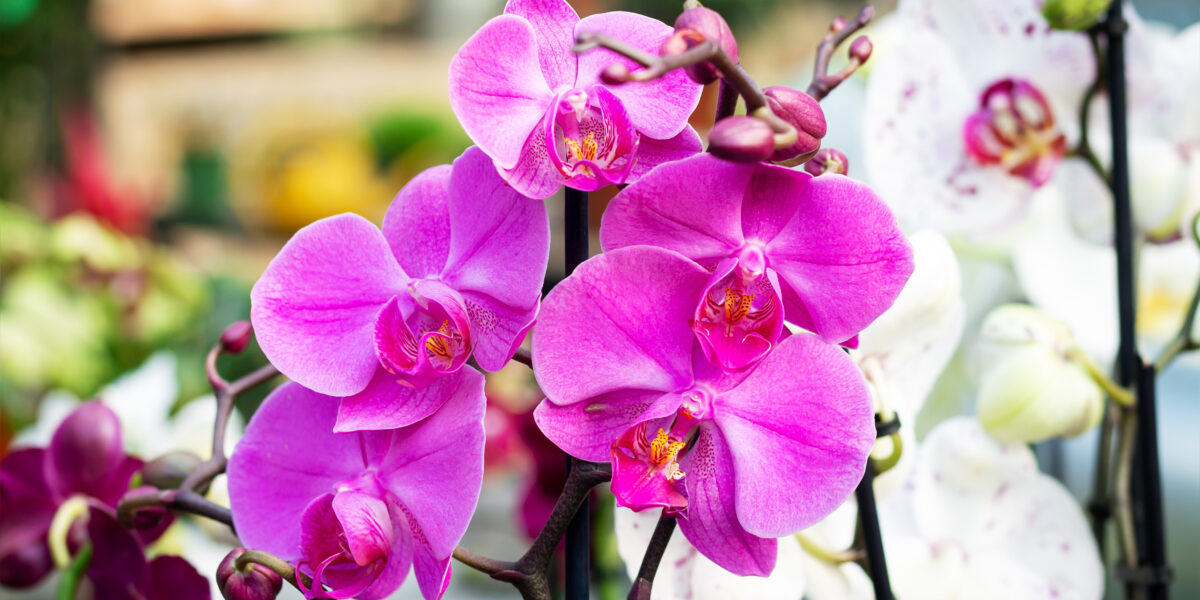 O que você NÃO SABE sobre as orquídeas: conheça ESTAS curiosidades fascinantes