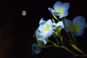 flores sob luz da lua