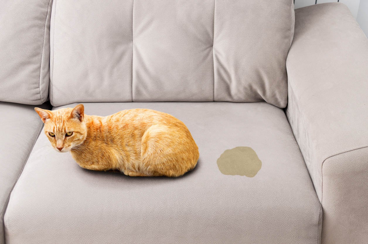gato e rodinha de xixi em sofá