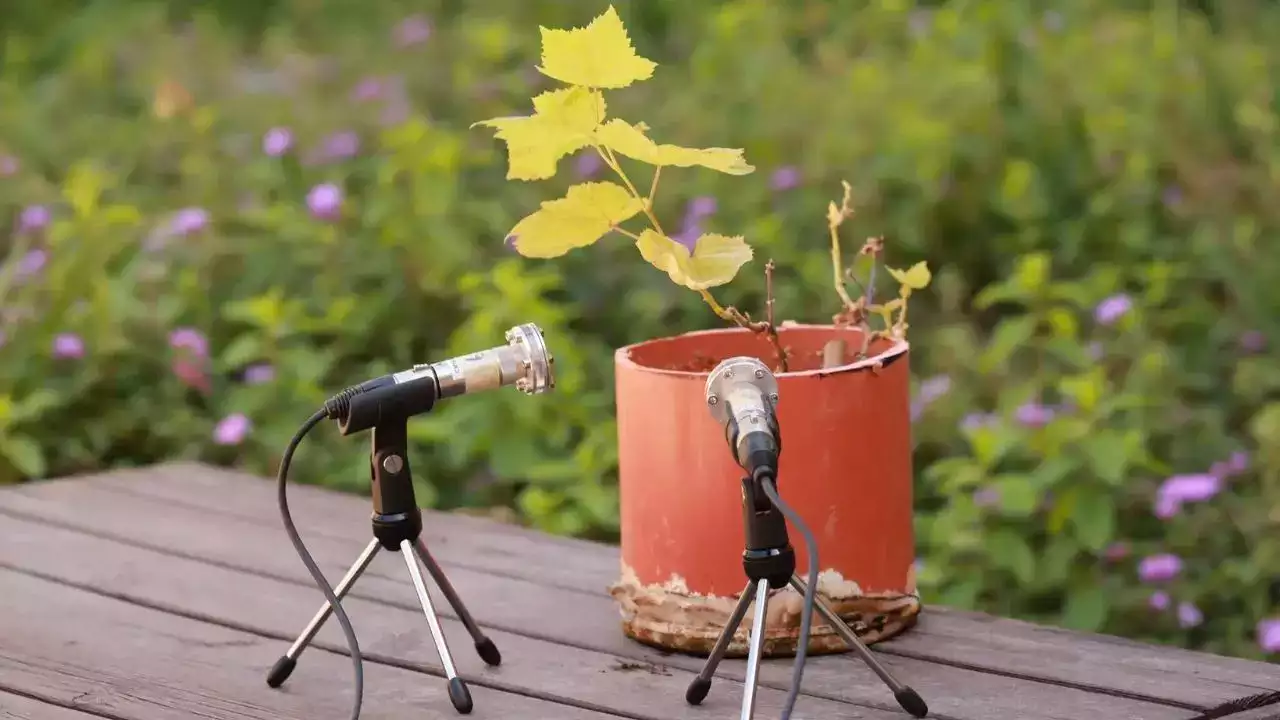 microfones perto de planta em vaso
