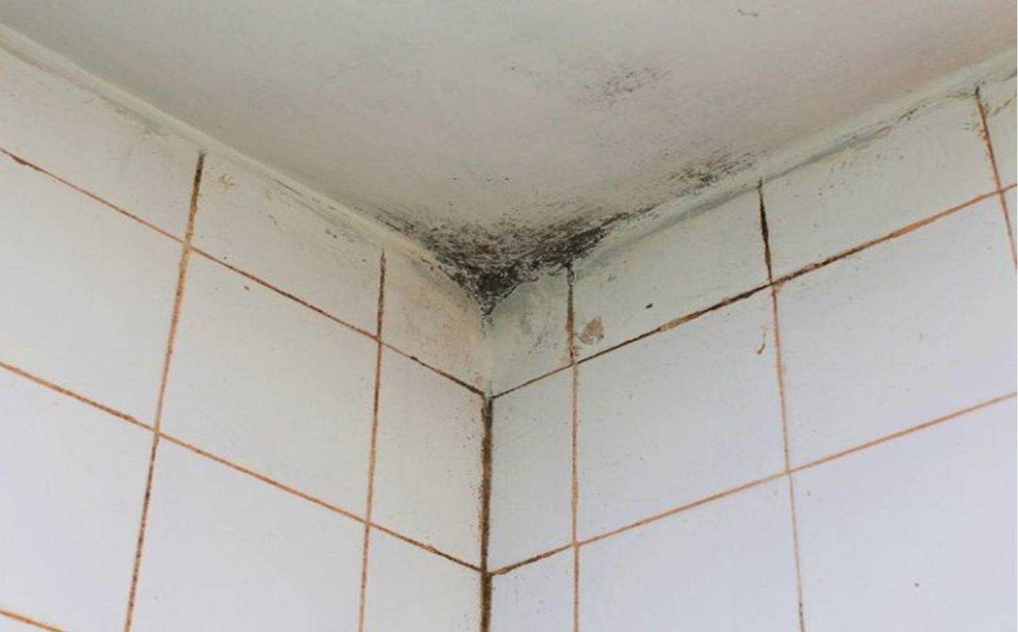 Elimine DE VEZ (e evite PARA SEMPRE) o mofo do teto do banheiro