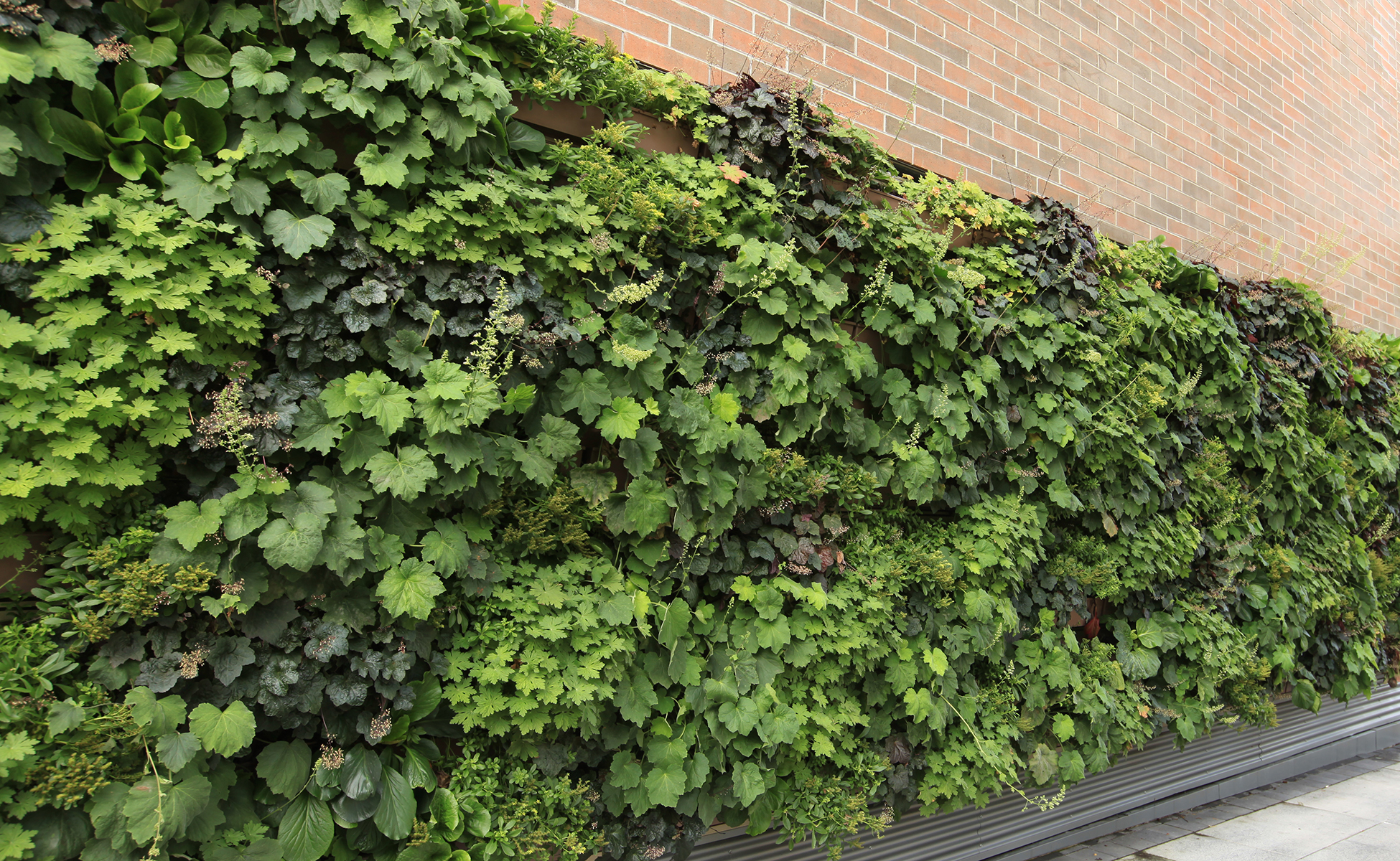 muro com plantas