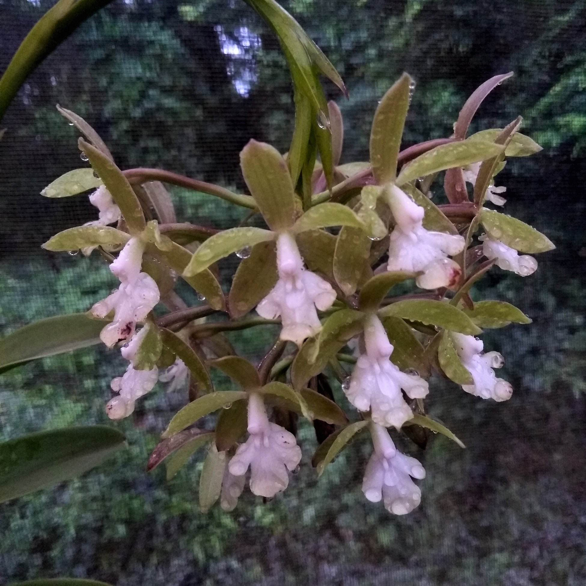 orquídea Epidendrum scalares