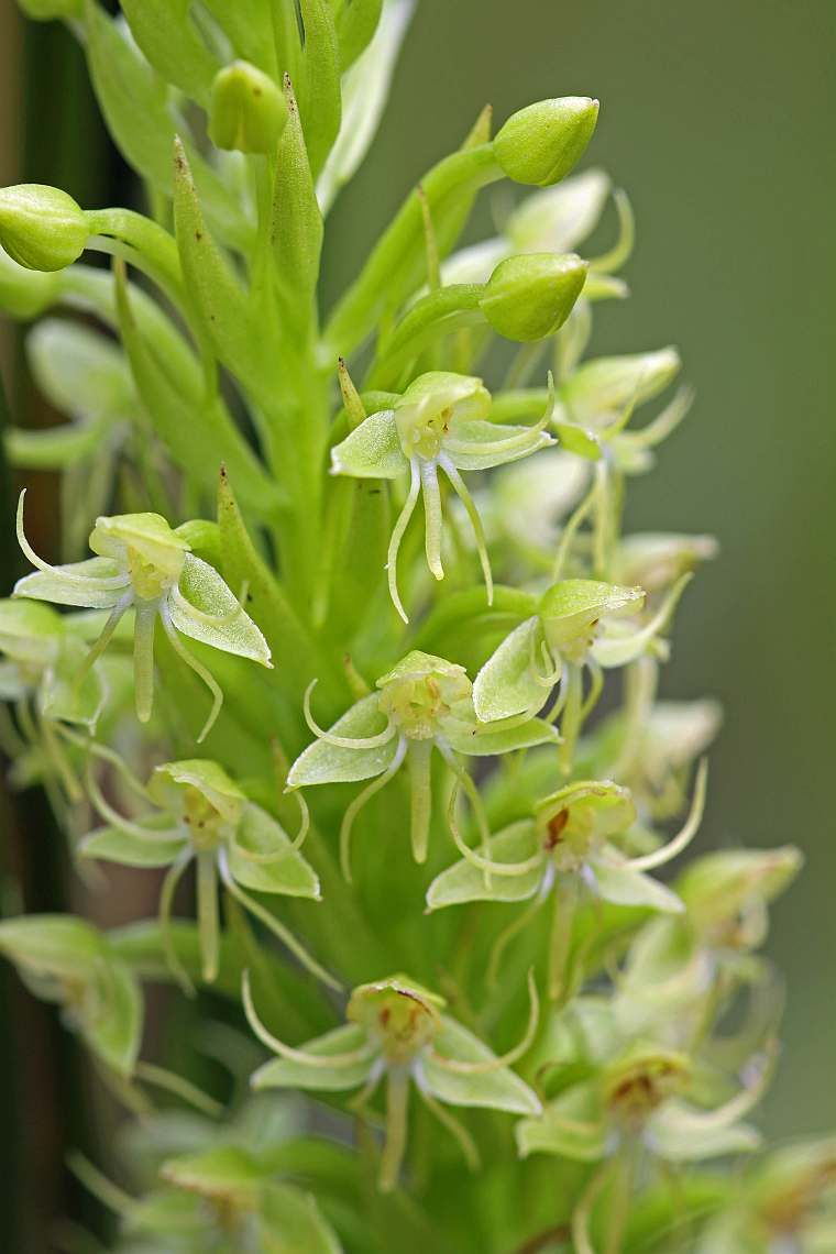 orquídea Habenaria repens