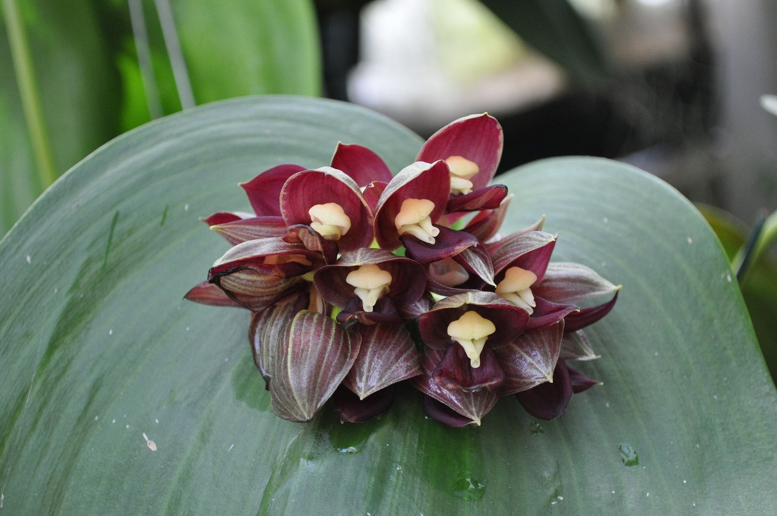 orquídea Pleurothallis