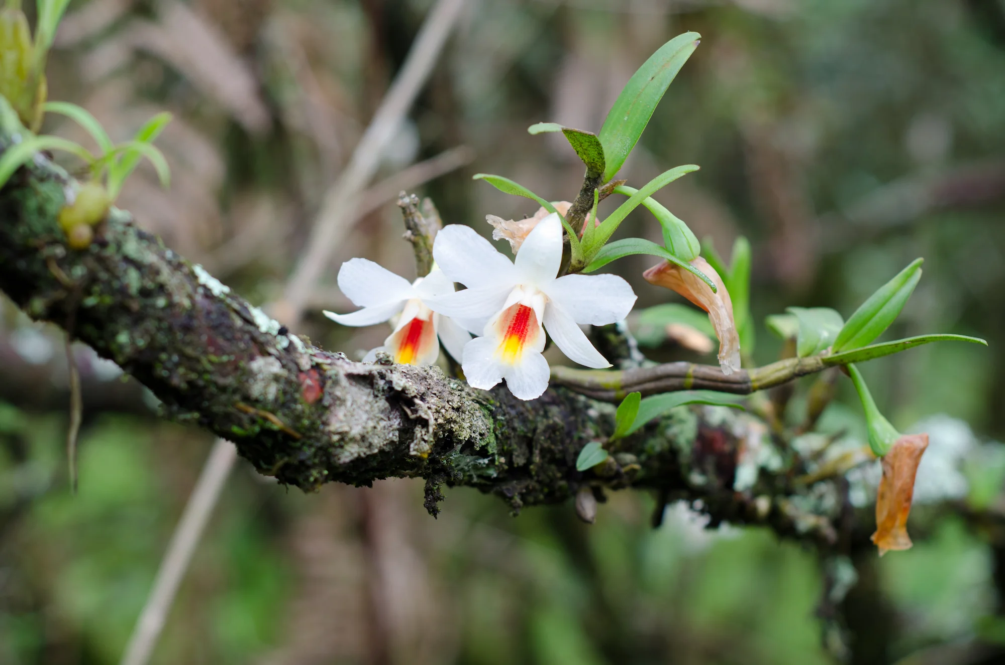 orquídea em árvore