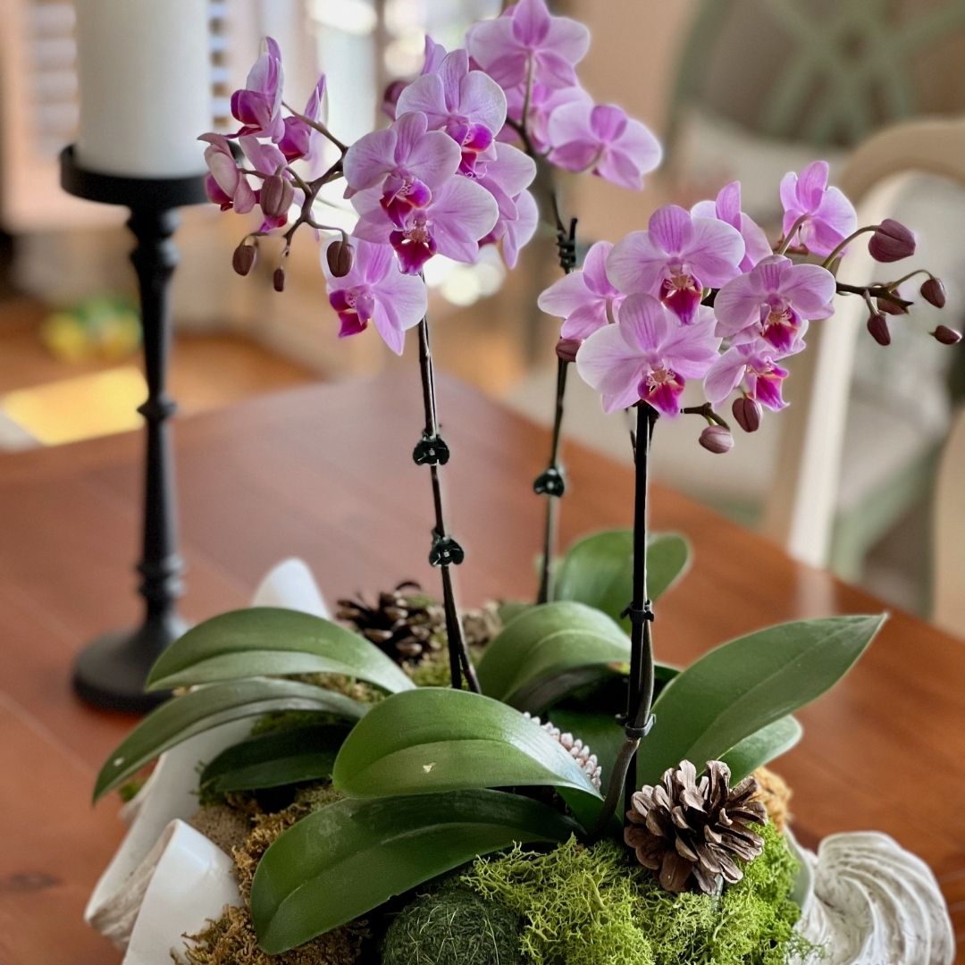 orquídeas em mesa de jantar