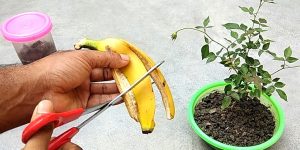 pessoa cortando casca de banana para colocar em vaso