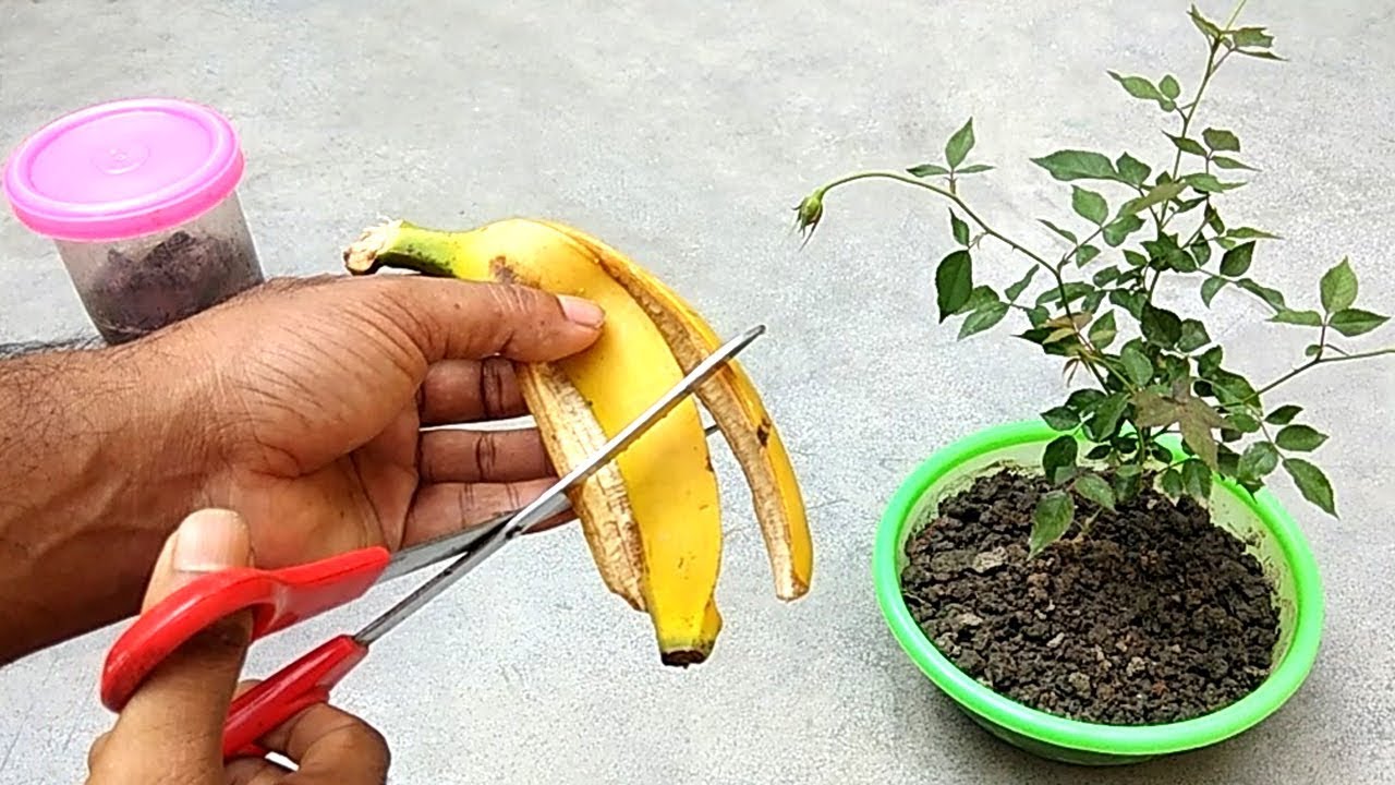 pessoa cortando casca de banana para colocar em vaso