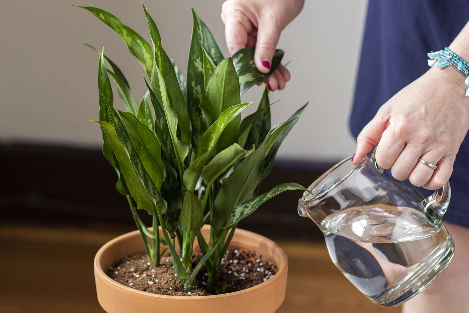 pessoa regando planta em vaso de interior