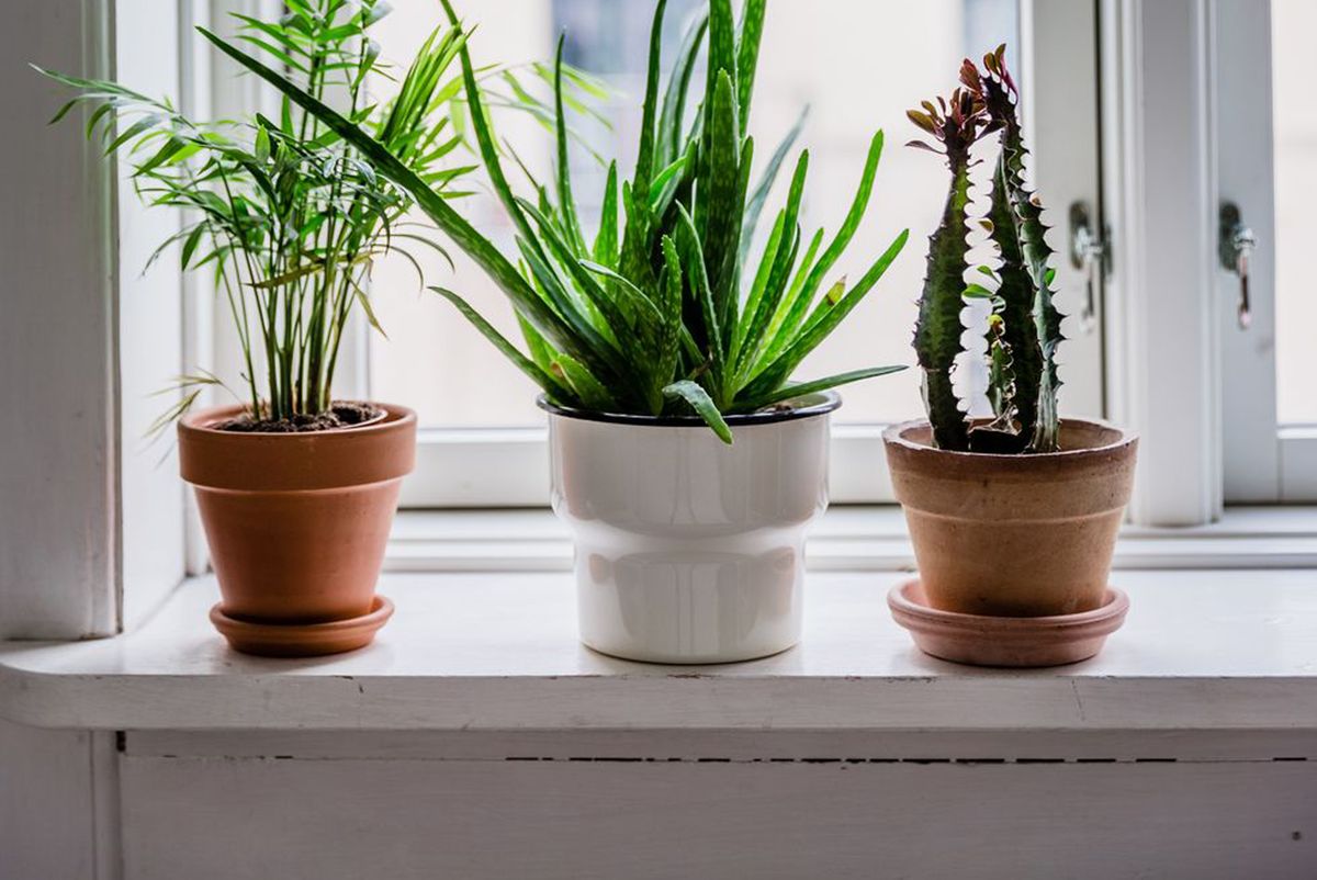 plantas em vasos na janela