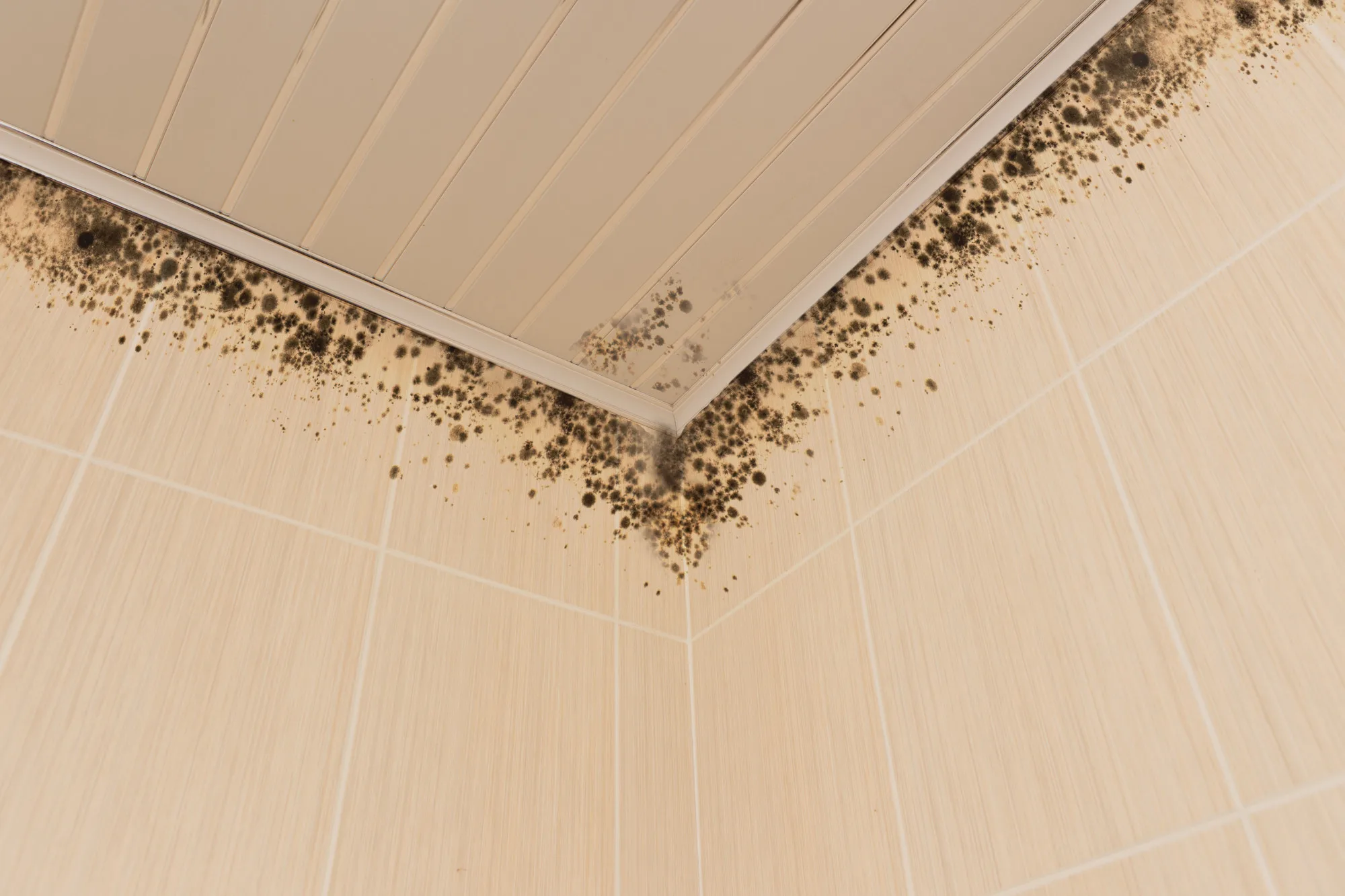 pontos de mofo no teto do banheiro