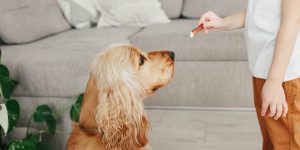 Reforço positivo com petiscos: veja dicas para educar o seu cão do JEITO CERTO