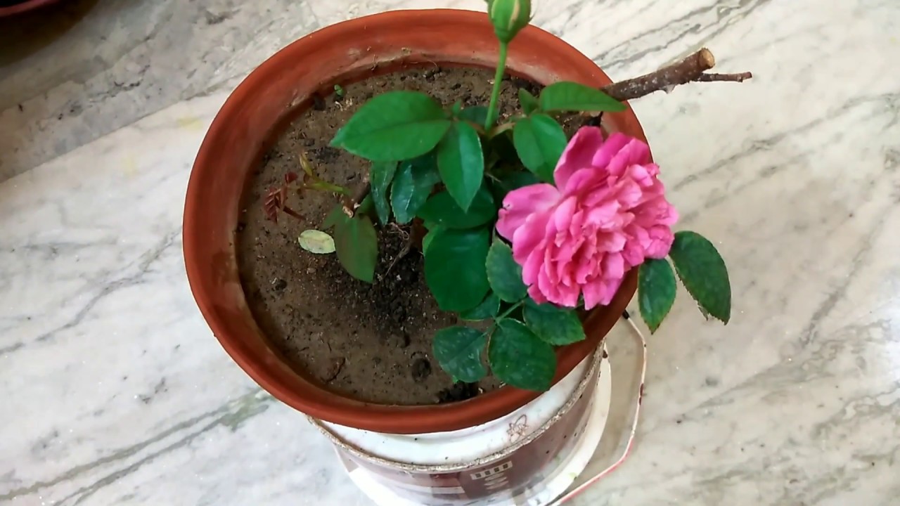 reviver roseira em vaso