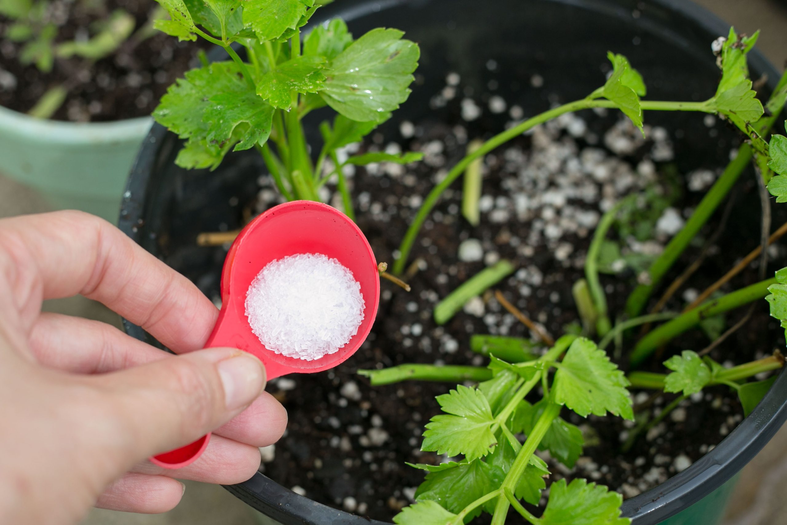 uso de sal de epsom para plantas