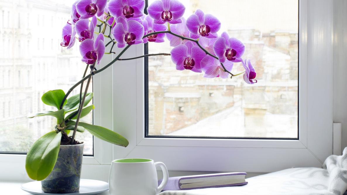 vaso de orquídea perto de janela