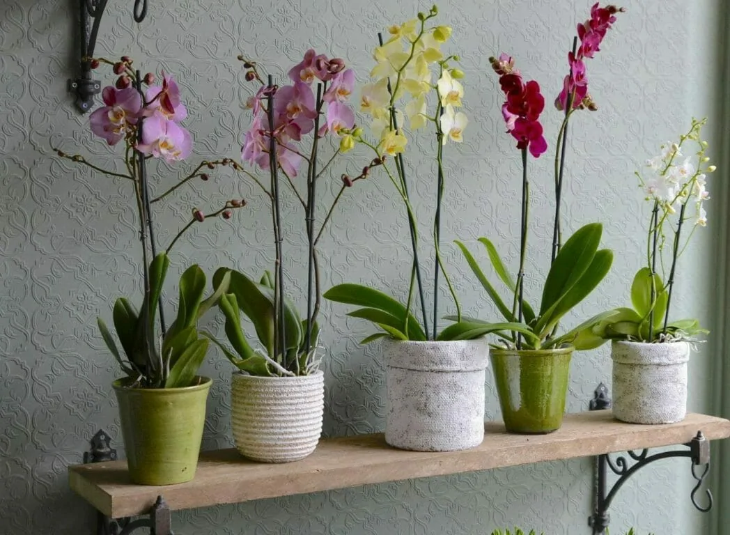 vasos com orquídeas em prateleira