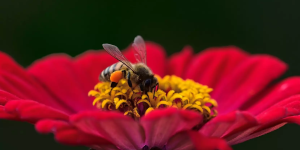 abelha em flor vermelha