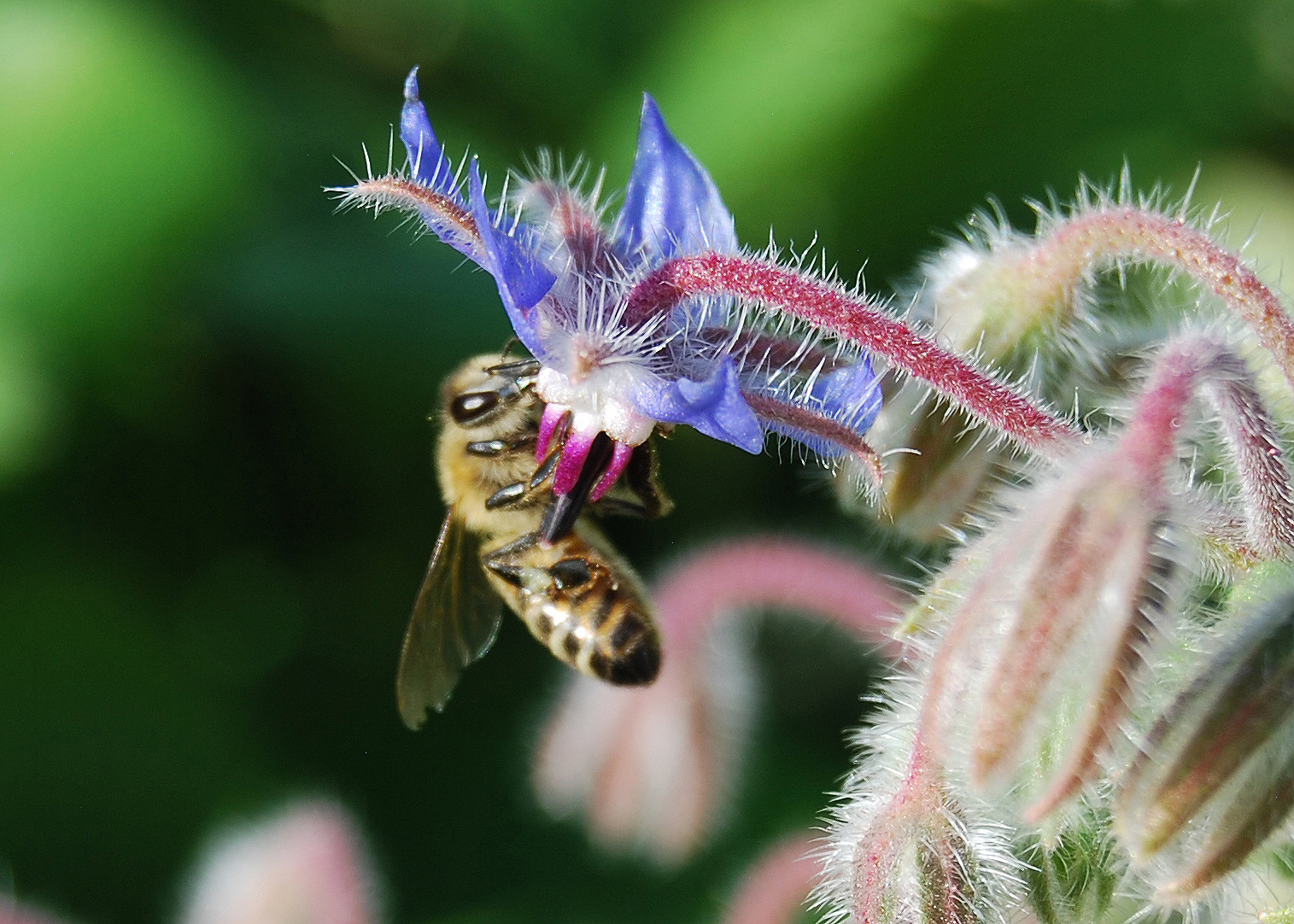 abelha em flor