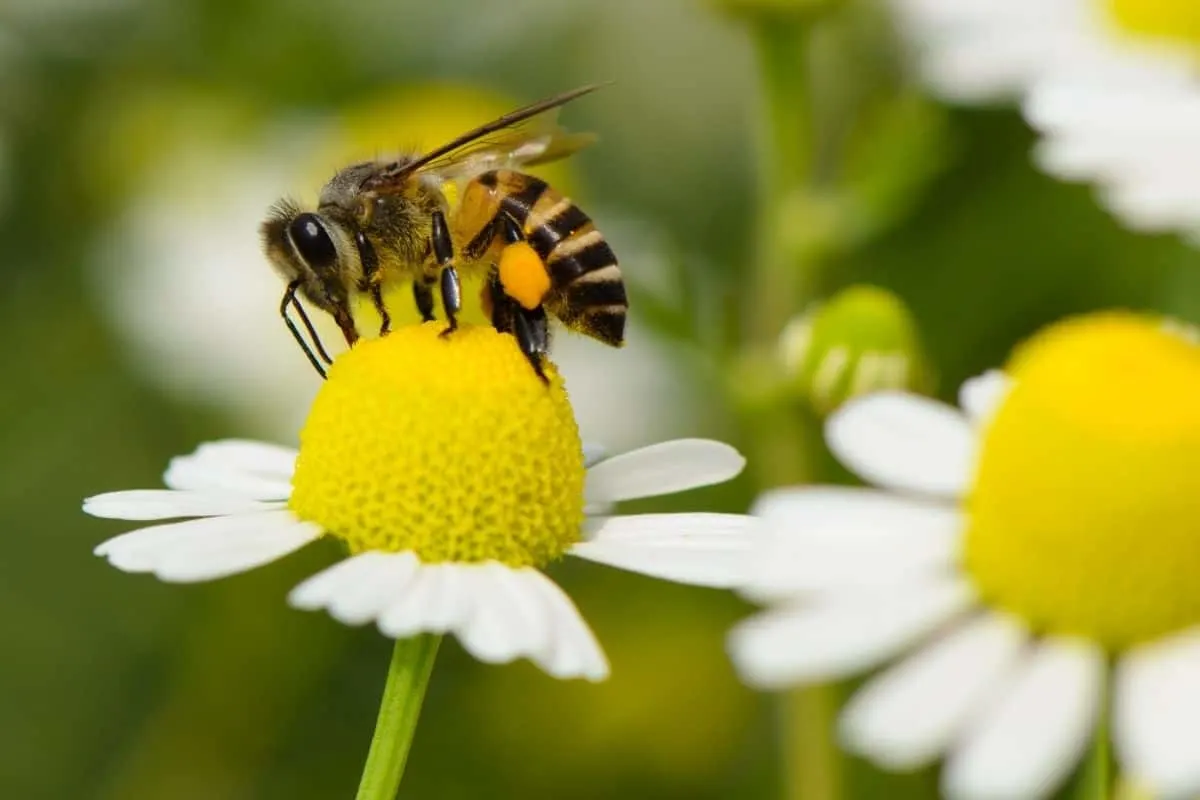 abelha em margarida