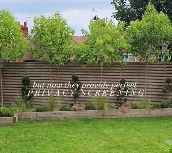 árvores para privacidade