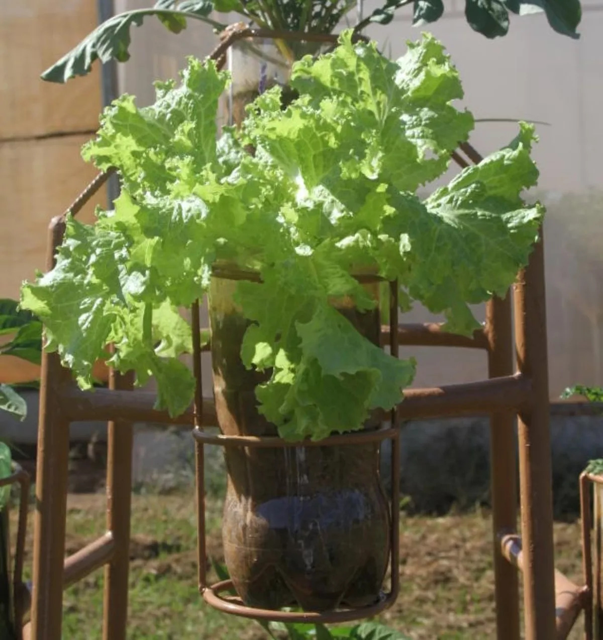 plantar alface em garrafa pet (Imagem: Reprodução/ Globo Rural)