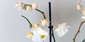 flores de orquídea secando