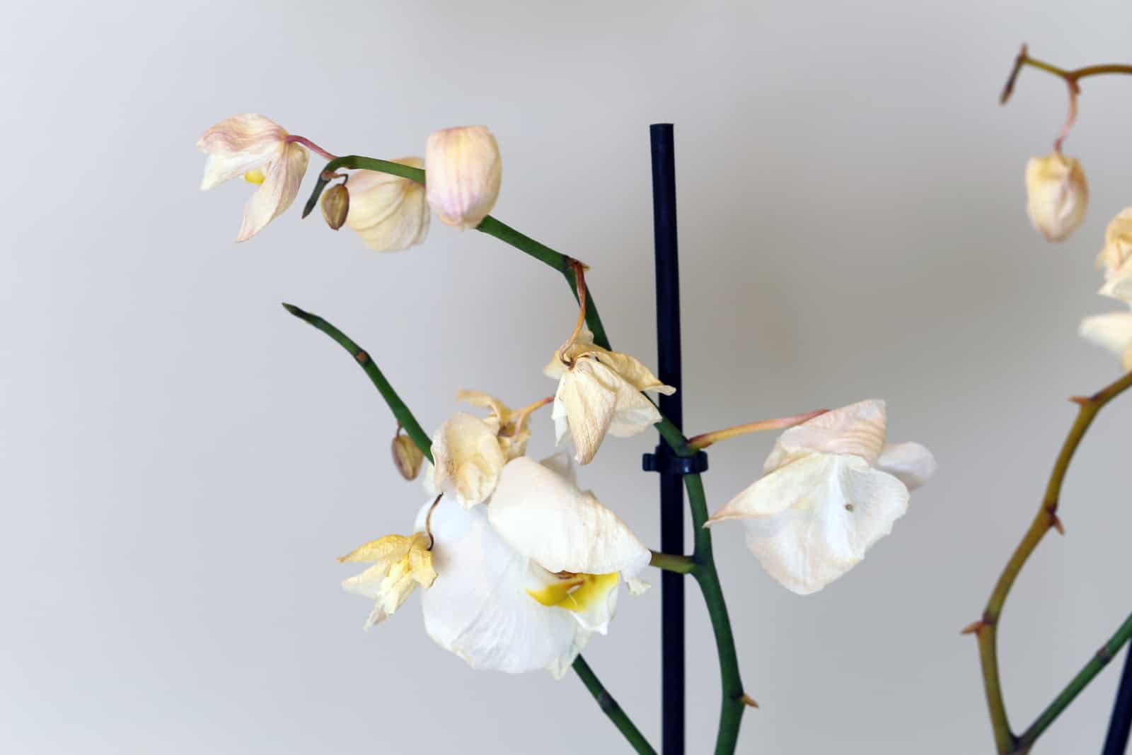 flores de orquídea secando