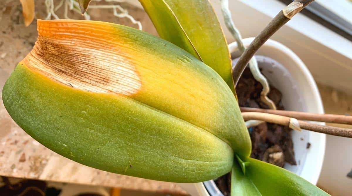 folha de orquídea amarelando
